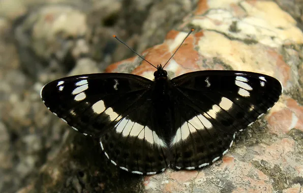Wings, butterfly, beautiful, close up