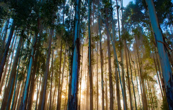 Бразилия, Brazil, Santa Catarina, Urubici, Санта-Катарина, Эвкалиптовый лес, Eucalyptus forest, Урубичи