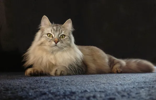 Картинка кошка, позирование, красава