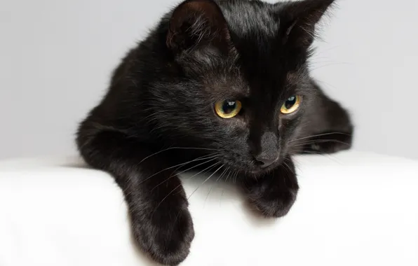 Картинка кошка, кот, мордочка, чёрная