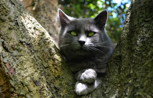 Кошка, кот, взгляд, морда, свет, природа, поза, серый