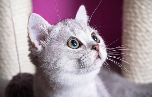 Кошка, белый, глаза, взгляд, морда, свет, котенок, портрет
