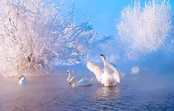 Картинка зима, иней, снег, пруд, река, пар, лебеди