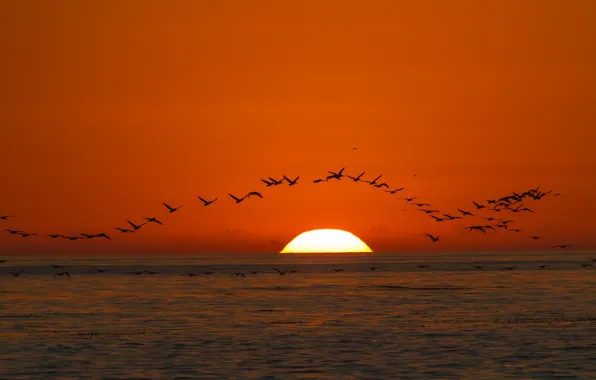 Картинка море, небо, солнце, закат, птицы