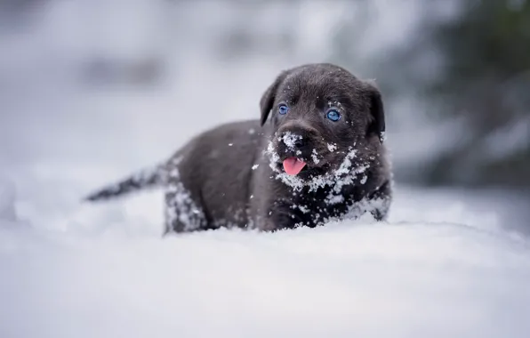 Картинка зима, язык, взгляд, снег, портрет, собака, малыш, сугробы