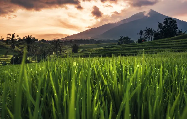 Bali, Indonesia, rice field