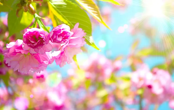 Цветы, вишня, розовый, Beautiful, цветение, pink, blossom, flowers