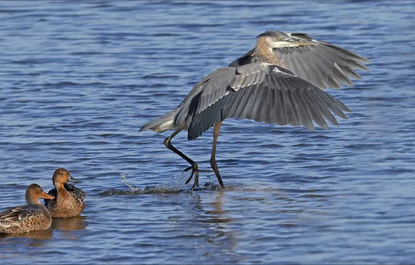 Птицы, nature, birds, trio
