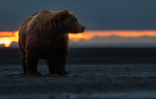 Закат, медведь, Аляска, топтыгин