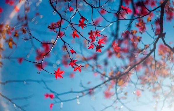 Осень, небо, листья, макро, ветки