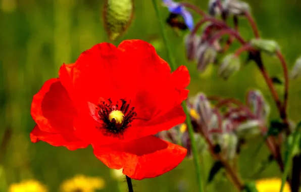 Красный, Весна, Мак, Red, Spring, Poppy