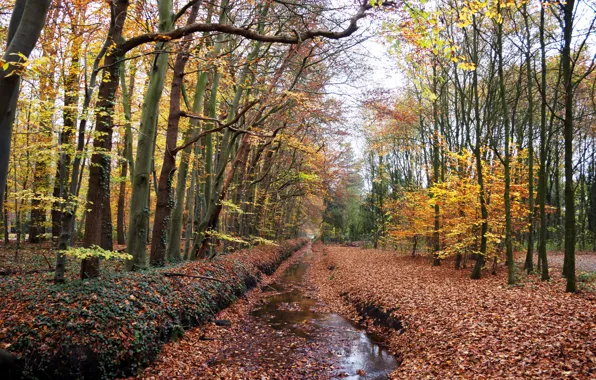 Картинка Осень, Лес, Лужа, Fall, Листва, Autumn, Forest, Leaves