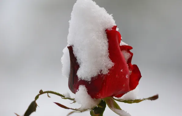 Картинка цветок, снег, роза, бутон, красная