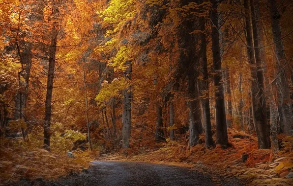 Дорога, осень, лес, деревья