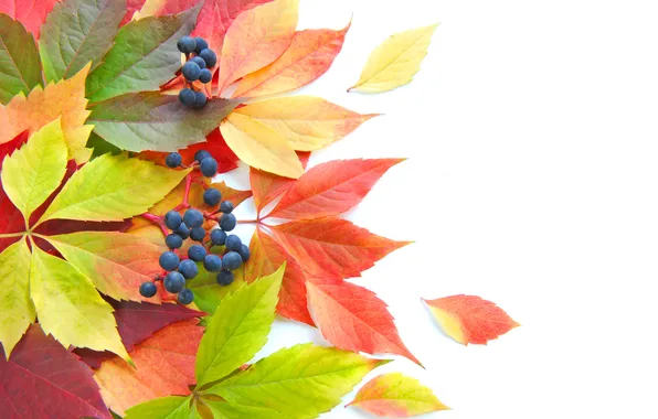 Картинка осень, листья, ягоды