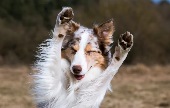 Картинка dog, dogs, five, cute, collie, domestic, friendly, canine