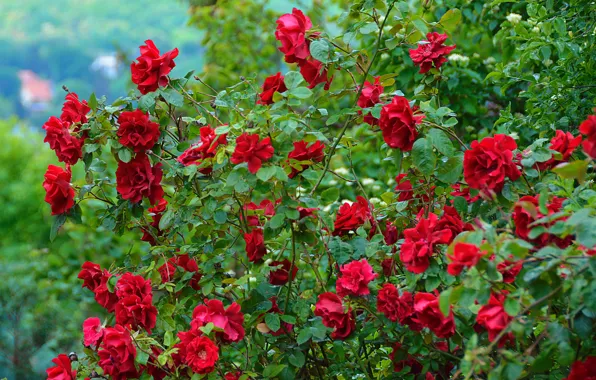 Картинка цветы, природа, розы, красные, red, rose, кусты, nature