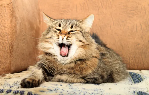 Кот, пушистый, лежит, зевает
