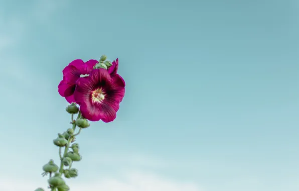 Картинка flower, sky, macro, blur, purple, bloom, buds, stem
