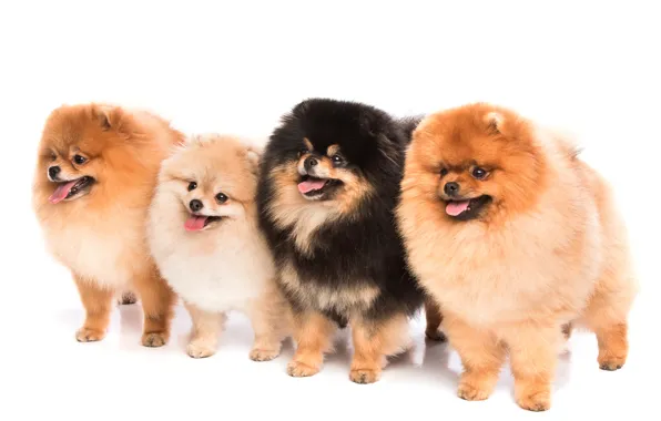 Глаза, взгляд, пушистый, Dogs, шпиц, Spitz