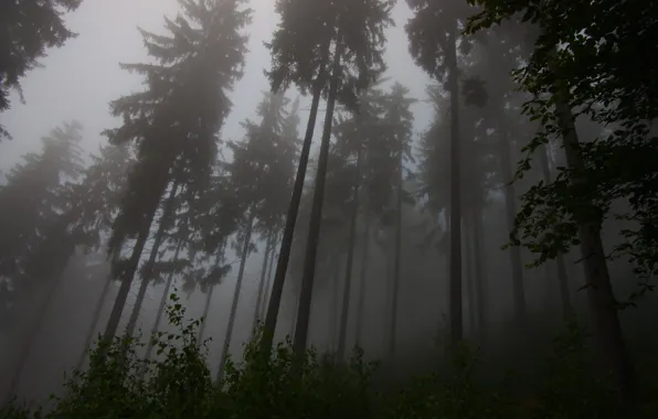 Картинка лес, небо, деревья, природа, туман