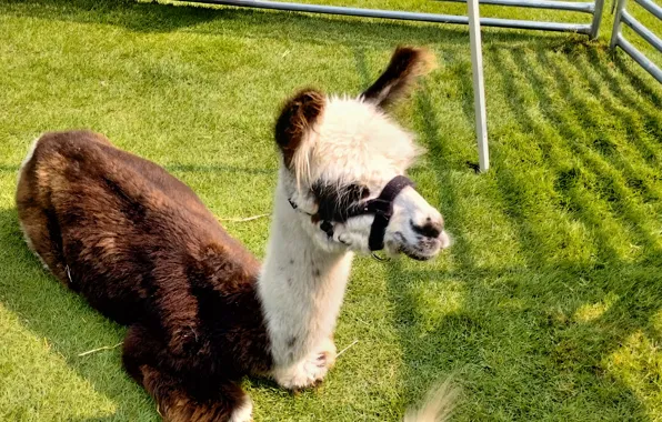 Llama, Fred Fletcher Park, Raleigh NC