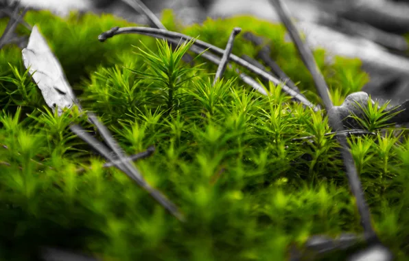 Winter, Green, Forest, Moss, Lush, Droplets