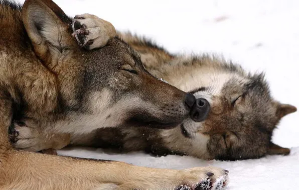 Картинка nature, snow, predator, face, animal, wolf, wildlife, portrait