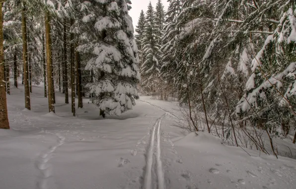 Картинка зима, лес, снег, деревья, следы, природа, тропа, мороз