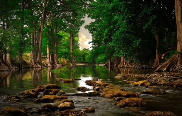 Деревья, река, камни, river, trees, rocks, beautiful landscape, лето.