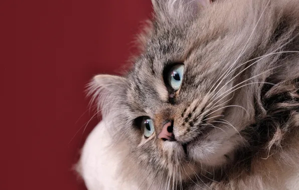 Картинка взгляд, фон, мордочка, Сибирская кошка