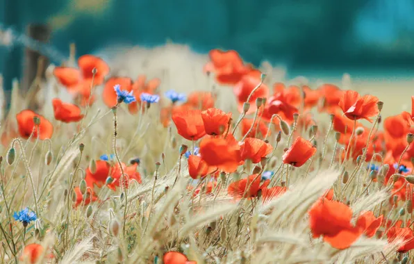 Картинка трава, маки, grass, луговые цветы, флора, poppies, flora, meadow flowers