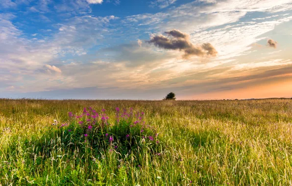 Картинка поле, трава, пейзаж, закат, цветы, природа, Англия, вечер