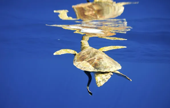 Картинка море, вода, поверхность, отражение, черепаха, под водой, желтая