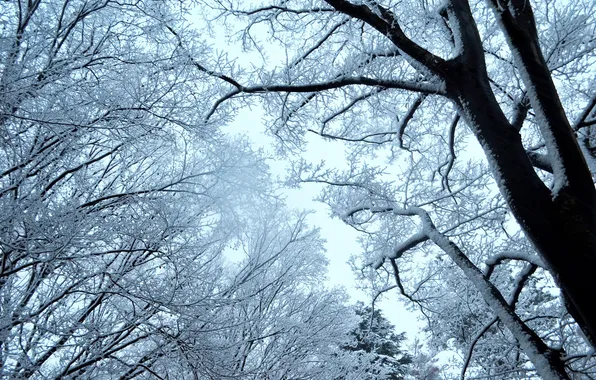 Картинка зима, небо, снег, деревья, ветки, природа