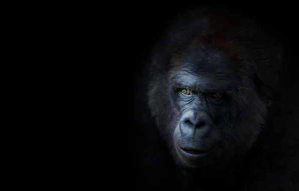 Картинка лицо, горилла, Животное