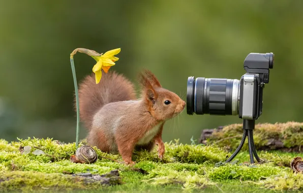 Цветок, взгляд, желтый, природа, поза, фотосъемка, мох, весна