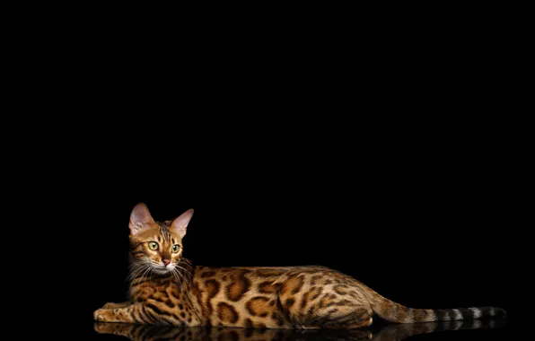 Картинка кошка, лежит, черный фон, пятнистая, Бенгальская кошка, Бенгал