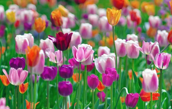 Цветы, краски, тюльпаны, разноцветные, разные