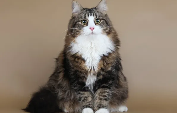 Картинка кот, сибирская кошка, Деми Муур Сариола
