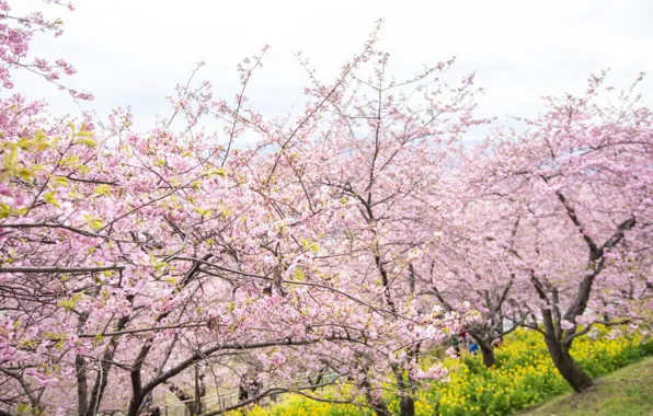 Картинка деревья, цветы, парк, весна, сакура, цветение, pink, blossom