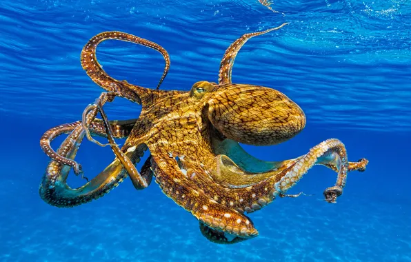 Море, взгляд, морда, вода, осьминог, щупальца, подводный мир, под водой