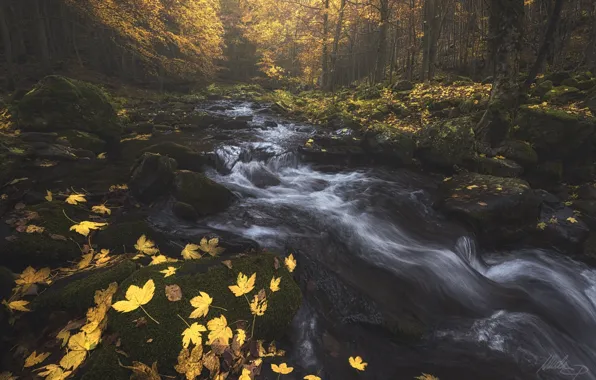 Осень, лес, деревья, природа, река, листва, поток