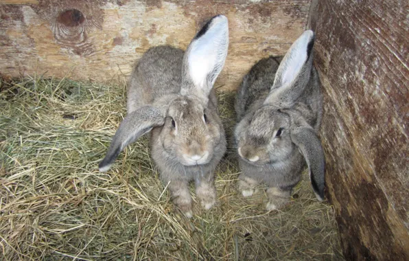 Animals, ears, Rabbits