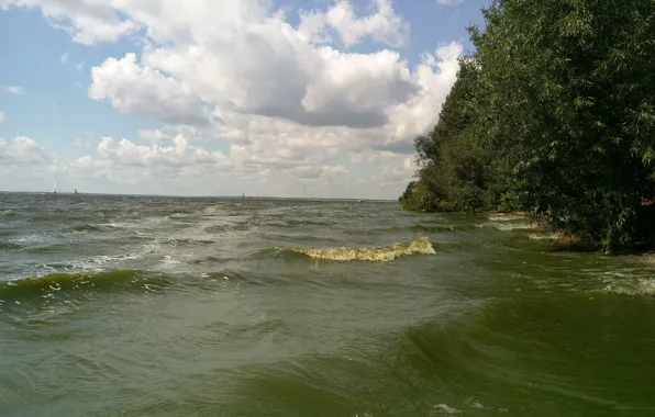 Море, дерево, волна