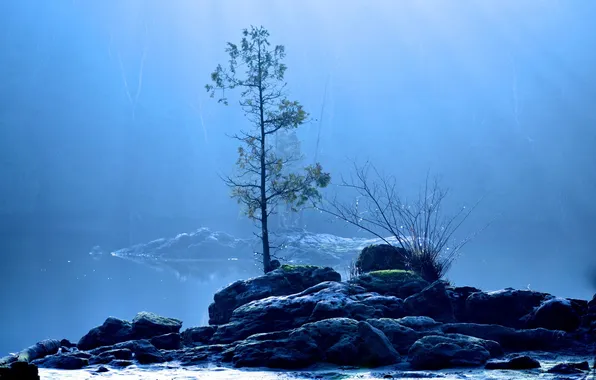 Картинка туман, озеро, дерево