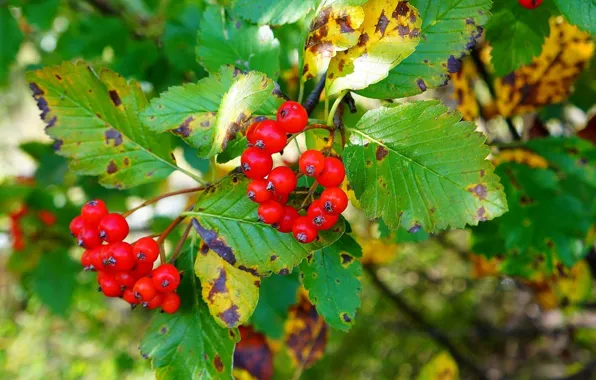 Red, fruit, leaf