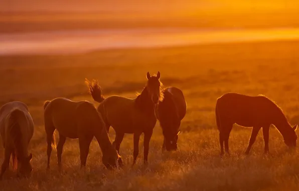 Картинка солнце, свет, кони, лошади, пастбище, light, nature, sun