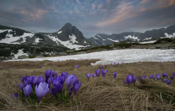 Картинка снег, пейзаж, горы, природа, весна, крокусы, первоцветы, Болгария