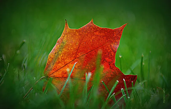 Картинка осень, трава, природа, лист, луг